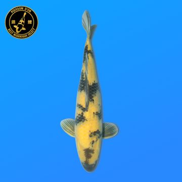 Koï Japon D. Chagoi éleveur Marusei 35-45 cm