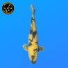 Koi Japan Nisai Ki Utsuri Man kweker Maruhiro 53 cm