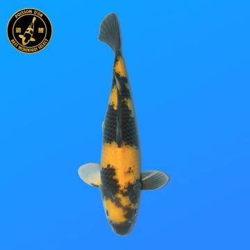 Koï Japon D. Soragoi éleveur Marusei 35-45 cm