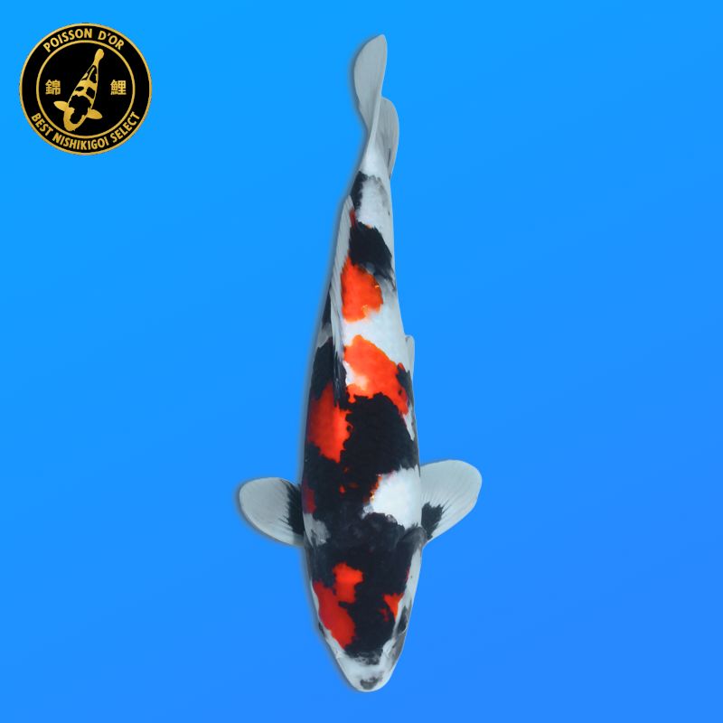Koï Japon D. Soragoi éleveur Marusei 35-45 cm