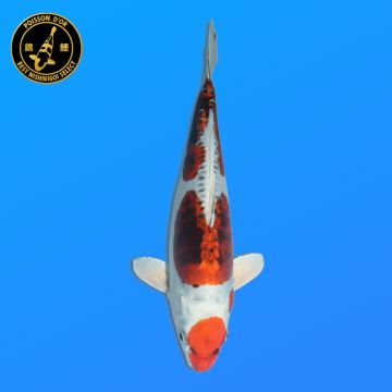 Koï Japon G. Soragoi éleveur Marusei 35-45 cm