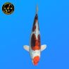 Koi Japan Nisai Yamatonishiki kweker Aoki 39 cm