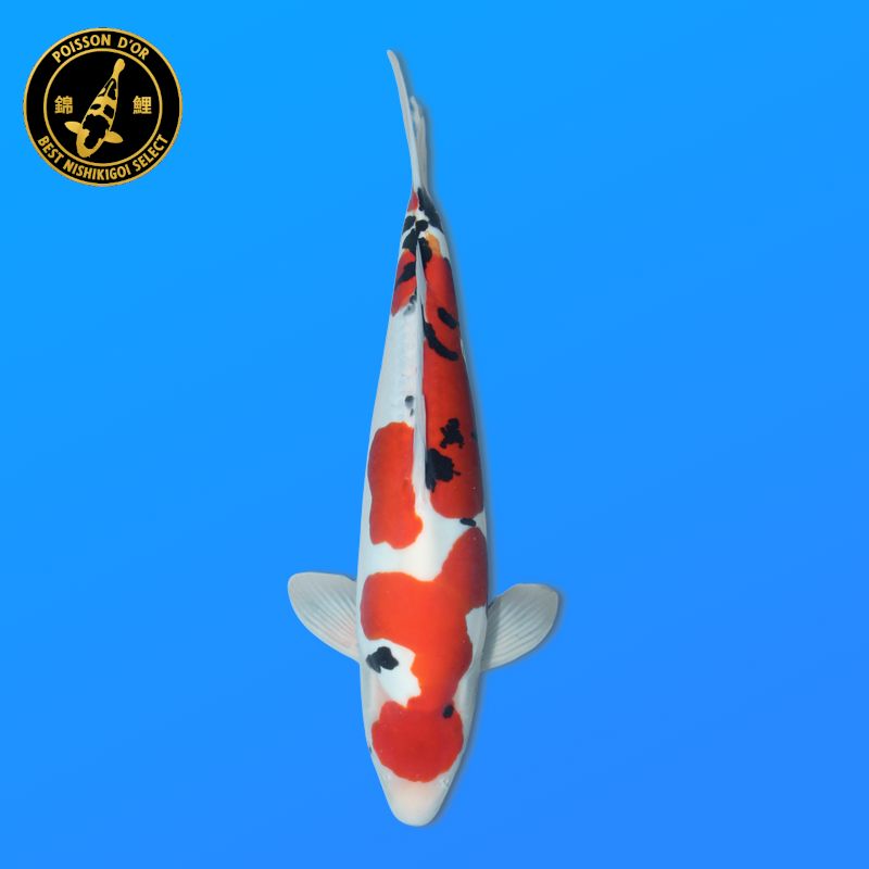 Koï Japon D. Chagoi éleveur Marusei 35-45 cm