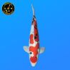 Koi Japan Nisai Doitsu Sanke kweker Shinoda 42 cm