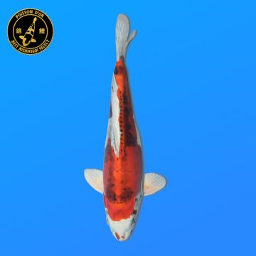 Koï Japon D. Soragoi éleveur Marusei 35-45 cm