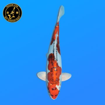 Koi Japan Nisai D. Kujaku Man kweker Seiki 43 cm