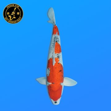 Koï Japon G. Chagoi éleveur Marusei 35-45 cm