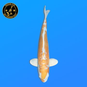 Koï Japon G. Chagoi éleveur Marusei 35-45 cm
