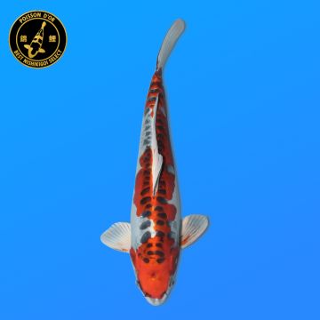 Koï Japon G. Chagoi éleveur Marusei 35-45 cm