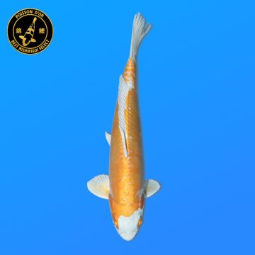 Koï Japon G. Chagoi éleveur Marusei 35-45 cm