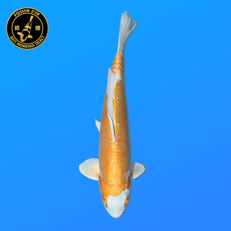 Koi Japan Nisai D. Hariwake Man kweker Seiki 42 cm