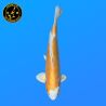 Koi Japan Nisai D. Hariwake Man kweker Seiki 42 cm