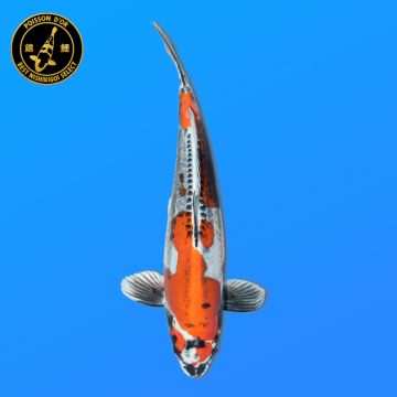 Koï Japon Ginrin Karashi femelle éleveur Hoshikin 76cm