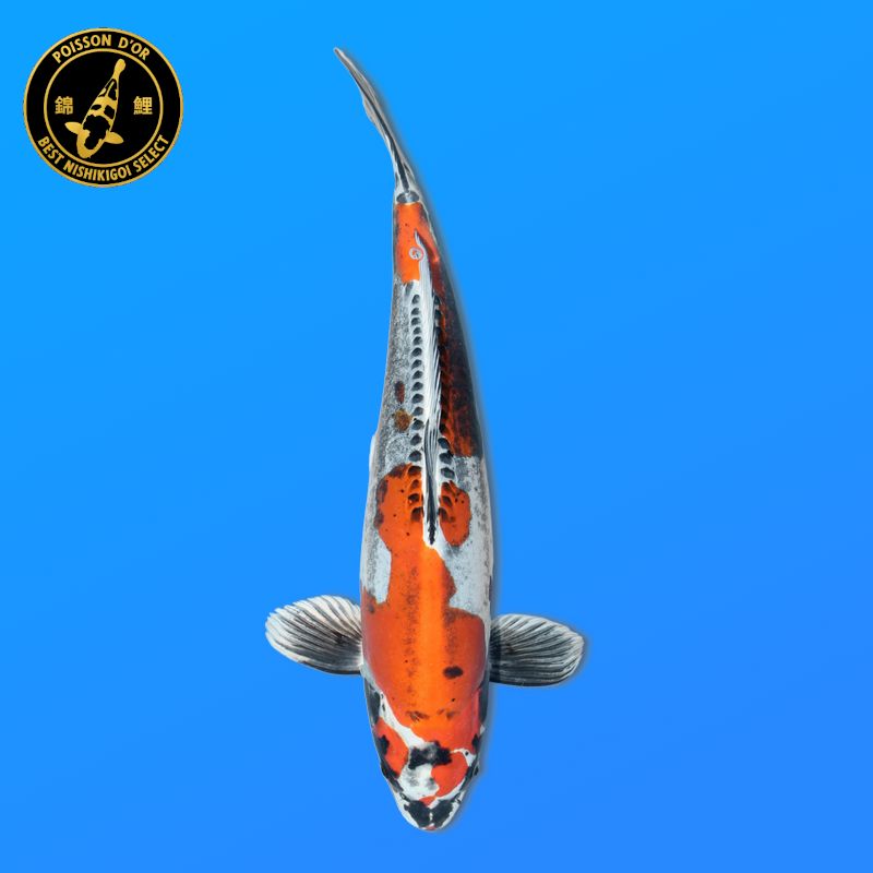 Koi Japan Nisai Kawarigoi Vrouw kweker Seiki 49 cm
