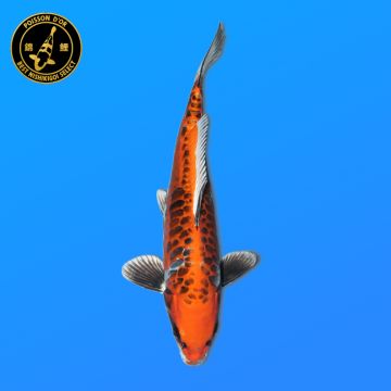 Koï Japon D. T. BeniKiko éleveur Kanno 28-42cm