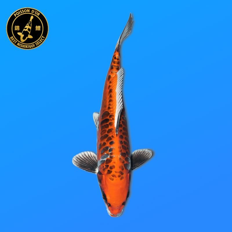 Koï Japon D. T. BeniKiko éleveur Kanno 28-42cm