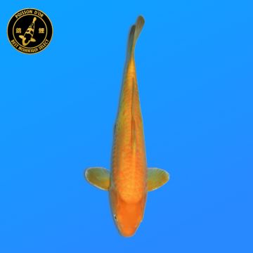 Koï Japon Beni Kikokuryu éleveur Kanno 28-42cm