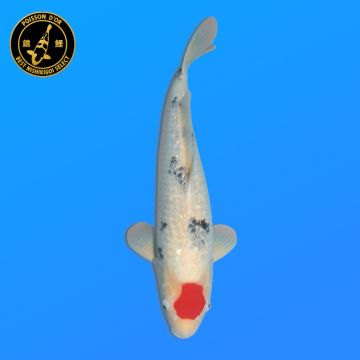 Koï Japon D. Kogane éleveur Kanno 28-42cm