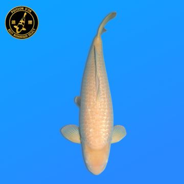 Koï Japon YamaKiko éleveur Kanno 28-42cm