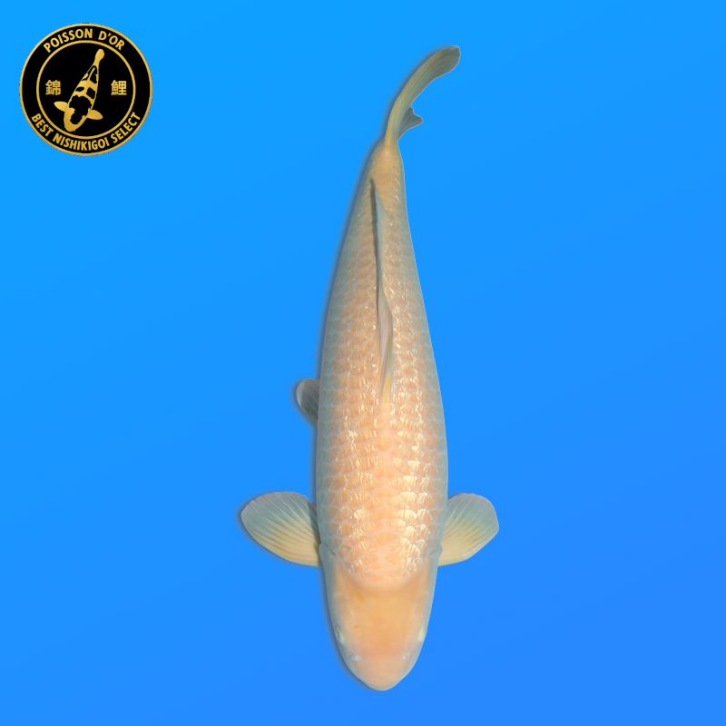 Koi Japan Sansai Karashigoi Man kweker Hoshikin 66 cm