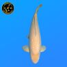 Koi Japan Sansai Karashigoi Man kweker Hoshikin 66 cm