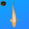 Koi Japan Yonsai G. Karashigoi Man kweker Marudo 73 cm