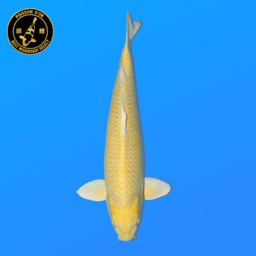 Koi Japan Sansai Yamabuki Man kweker Izumiya 66 cm
