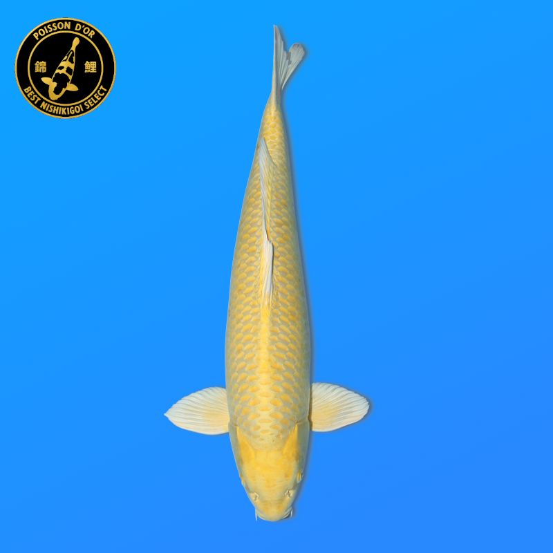 Koï Japon Hi Utsuri éleveur Kanno 28-42cm