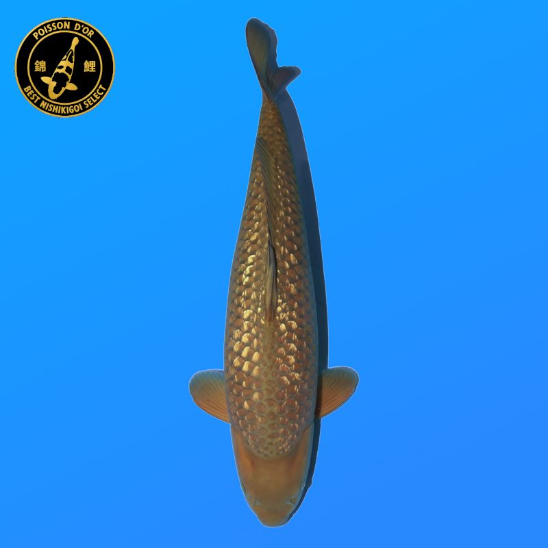 Koi Japan Yonsai Ginrin Chagoi Vrouw kweker Marudo 80 cm
