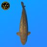 Koi Japan Yonsai Ginrin Chagoi Vrouw kweker Marudo 80 cm
