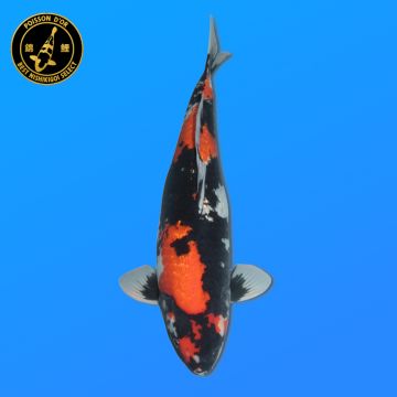 Koï Japon Kikusui éleveur Kanno 28-42cm