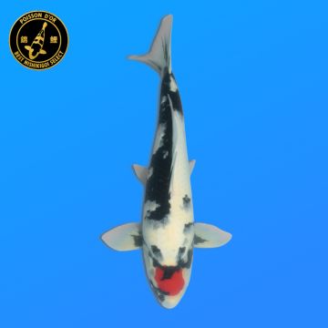 Koï Japon Kikusui éleveur Kanno 28-42cm