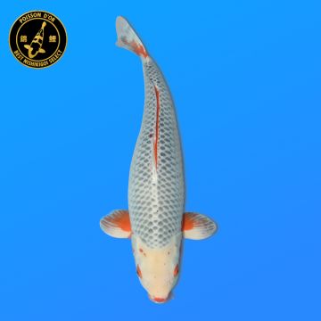 Koï Japon D. T. Kujaku éleveur Kanno 28-42cm