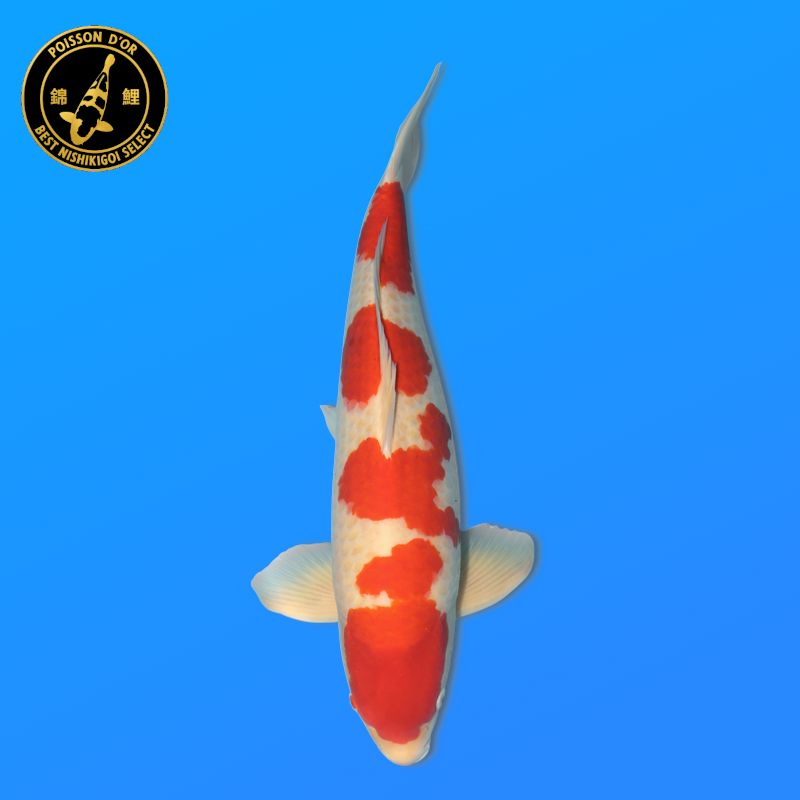 Koï Japon Gozilla éleveur Kanno 28-42cm