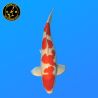 Koi Japan Gosai Kohaku Man kweker Hoshikin 67 cm