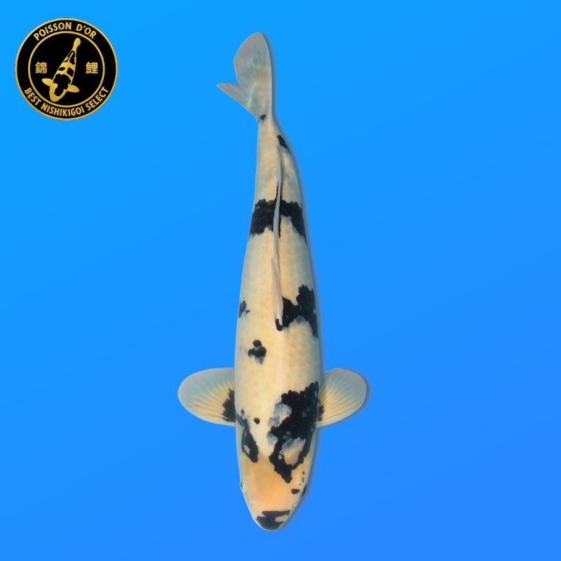 Koï Japon T. Beni Kiko éleveur Kanno 28-42cm