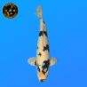 Koi Japan Sansai Shiro Utsuri Man kweker Omosako 61 cm