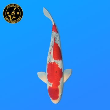 Koï Japon Kin Showa éleveur Kanno 28-42cm