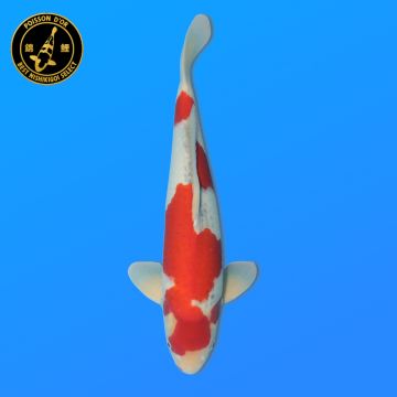 Koi Japan Sansai Goshiki Man kweker Kawakami 55 cm