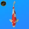 Koi Japan Sansai Goshiki Man kweker Kawakami 55 cm