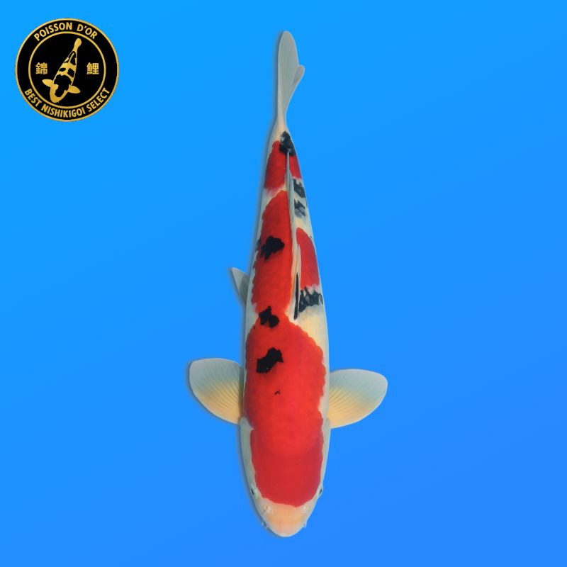 Koi Japan Sansai Sanke Man kweker Oya 55 cm