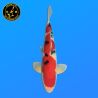 Koi Japan Sansai Sanke Man kweker Oya 55 cm