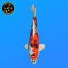 Koi Japan Sansai Beni Kikokuryu Man kweker Kano 54 cm