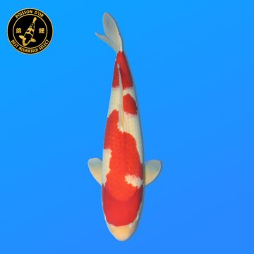 Koï Japon Beni Kikokuryu éleveur Kawakami 33-41cm