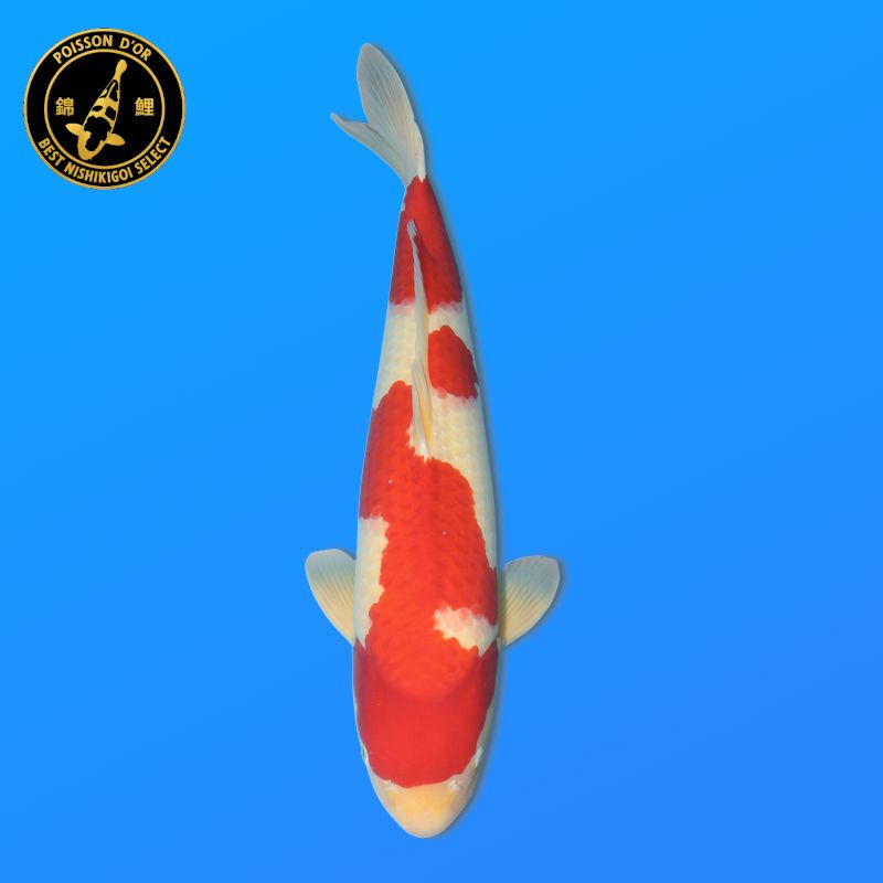 Koi Japan Yonsai Kohaku Vrouw kweker Oya 66 cm