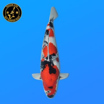 Koï Japon Beni Kikokuryu éleveur Kawakami 33-41cm