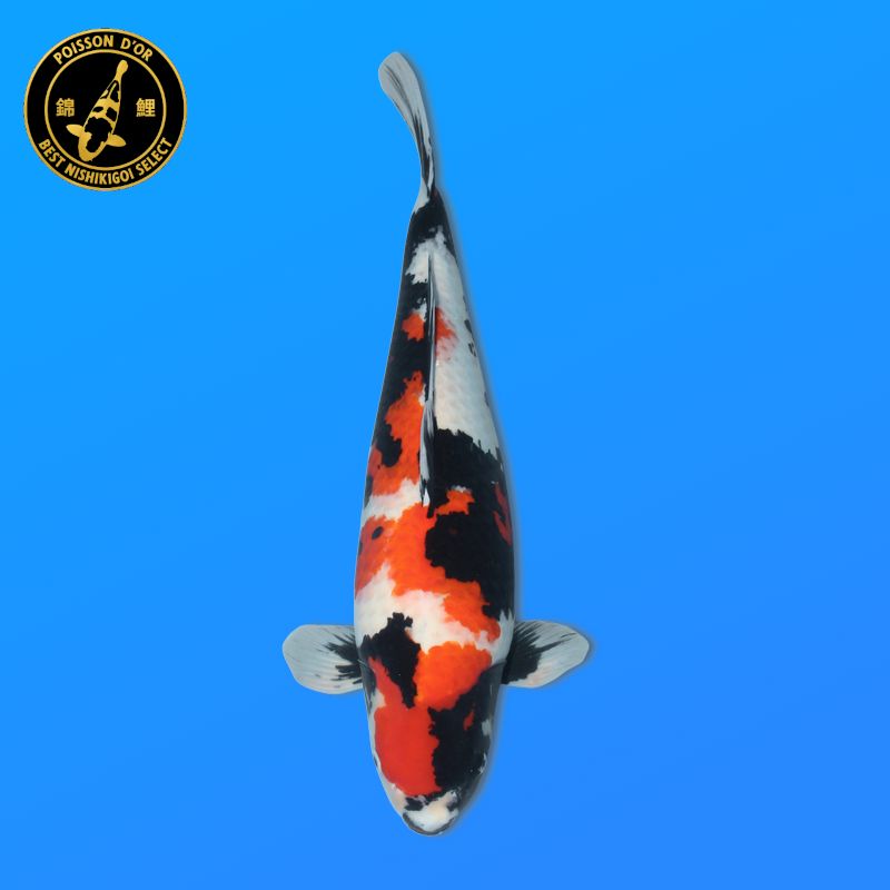 Koï Japon Beni Kikokuryu éleveur Kawakami 33-41cm