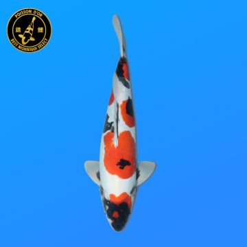 Koï Japon D. Orenji O. éleveur Kawakami 33-41cm