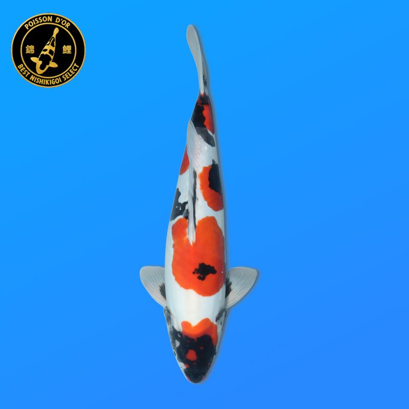 Koï Japon D. Orenji O. éleveur Kawakami 33-41cm