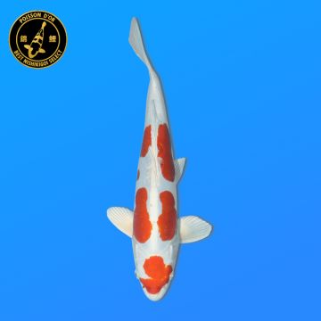 Koï Japon G. Goshiki éleveur Kawakami 33-41cm